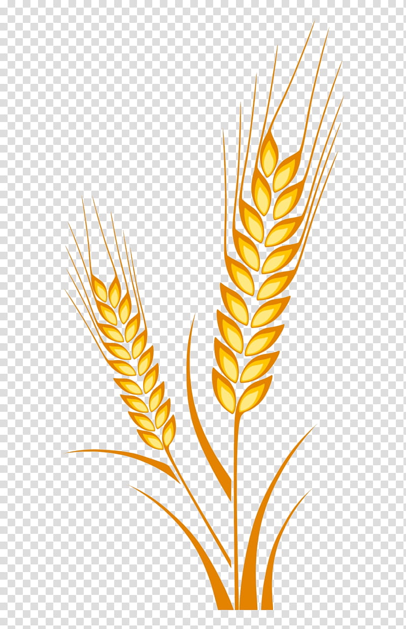 Wheat, Plant, Yellow, Grass Family, Food Grain, Leaf, Flower, Poales transparent background PNG clipart