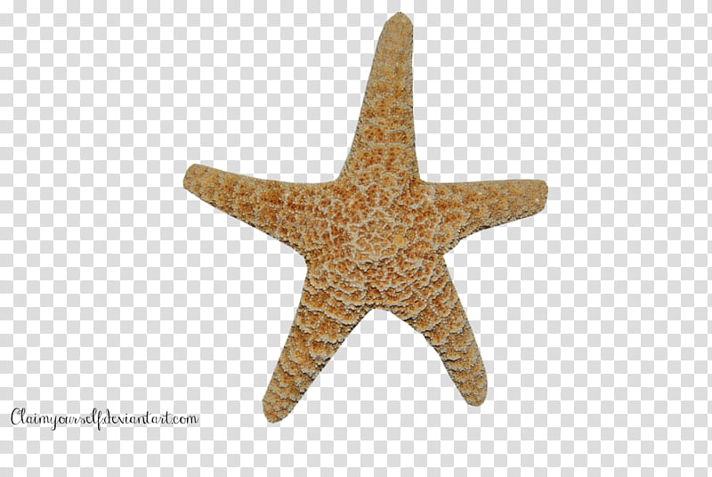 Starfish PRECUT, brown and white starfish transparent background PNG clipart