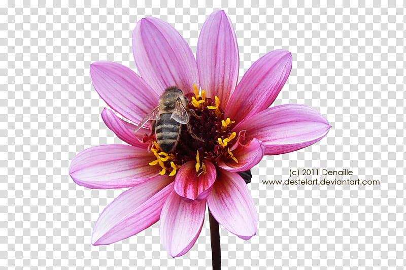 Spring mix, honey bee perching on pink petaled flower transparent background PNG clipart