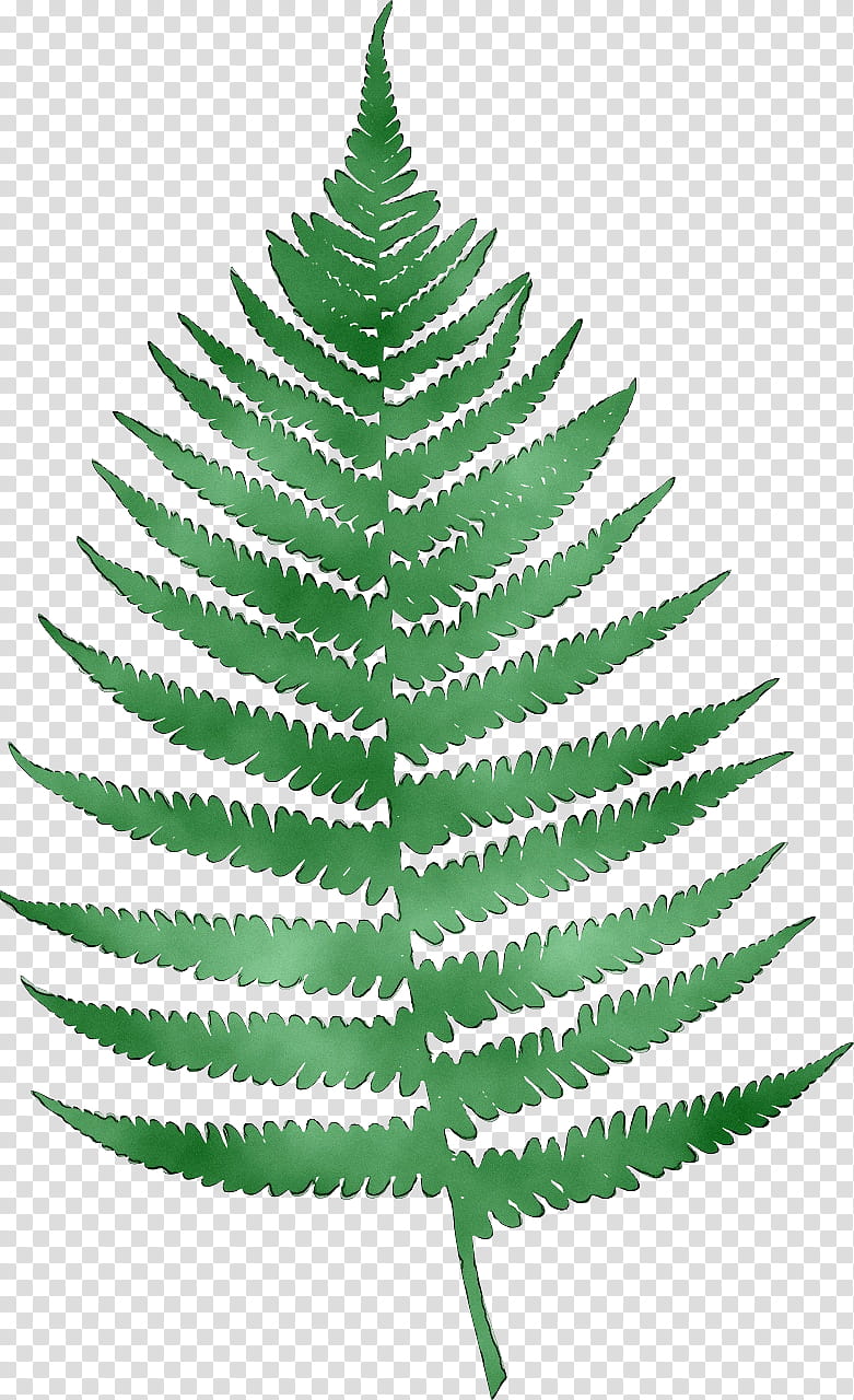 Family Tree Design, Fern, Leaf, Frond, Western Sword Fern, Plants, Web Design, Yellow Fir transparent background PNG clipart