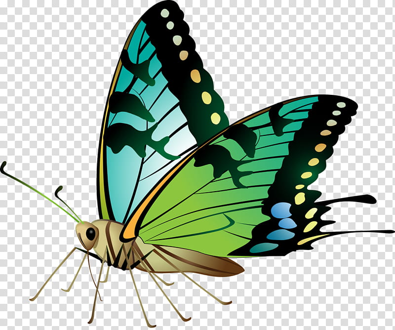 Monarch Butterfly, Peacock Butterfly, Old World Swallowtail, Junonia Orithya, Swallowtail Butterfly, Brushfooted Butterflies, Ulysses Butterfly, Lepidoptera transparent background PNG clipart