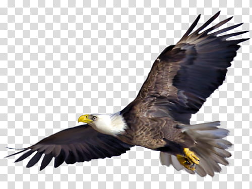 eagle spreading its wing transparent background PNG clipart