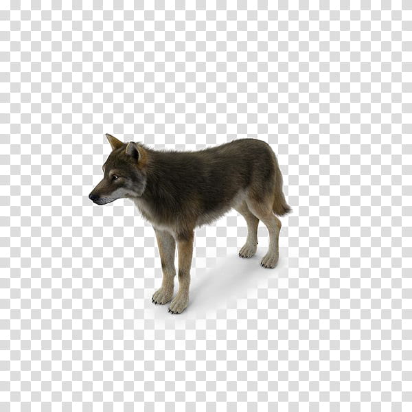 Wolf Drawing, Saarloos Wolfdog, Kunming Wolfdog, Coyote, 3D Computer Graphics, Snout, Wildlife transparent background PNG clipart