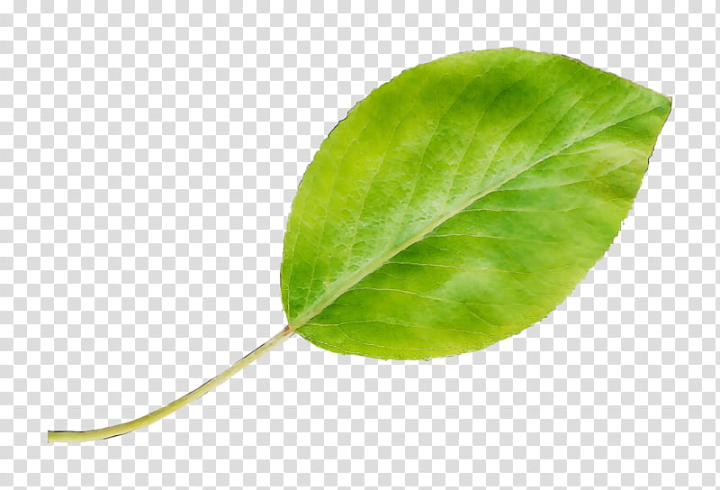 Green Leaf, Plant Stem, Hotel, Plants, Meaning, Synonym, Shoot, Veneto transparent background PNG clipart