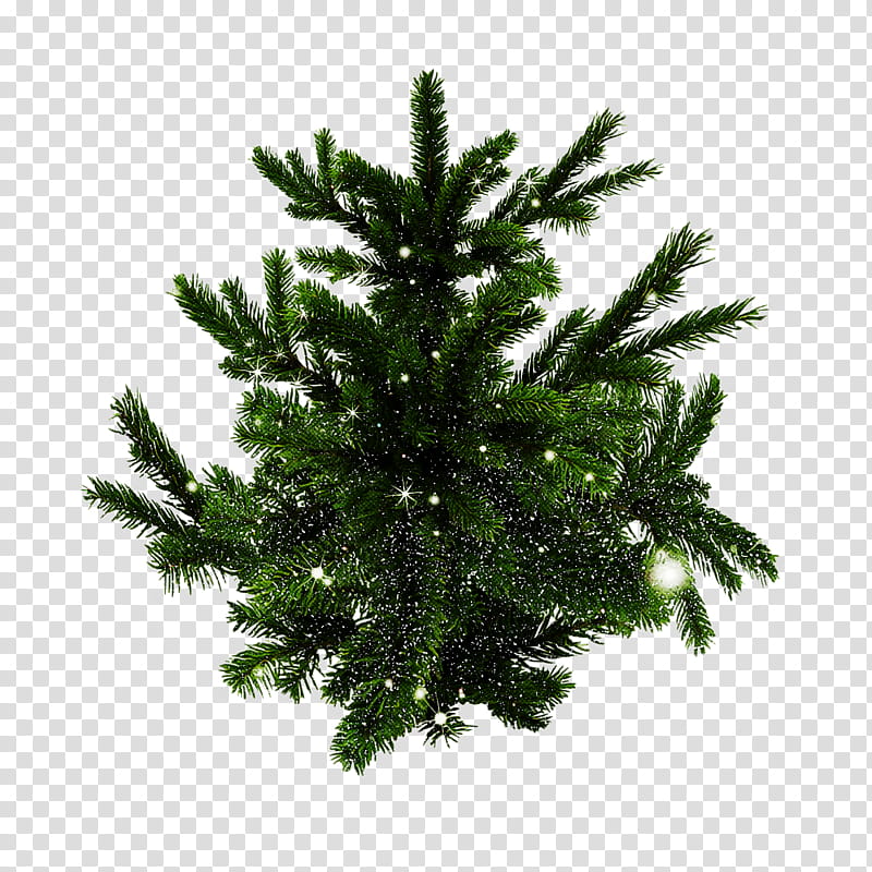 shortleaf black spruce columbian spruce balsam fir white pine colorado spruce, Yellow Fir, Lodgepole Pine, Oregon Pine, Tree, Canadian Fir transparent background PNG clipart