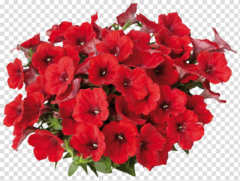 flower flowering plant red plant petal, Petunia, Cut Flowers, Bouquet, Impatiens, Annual Plant transparent background PNG clipart