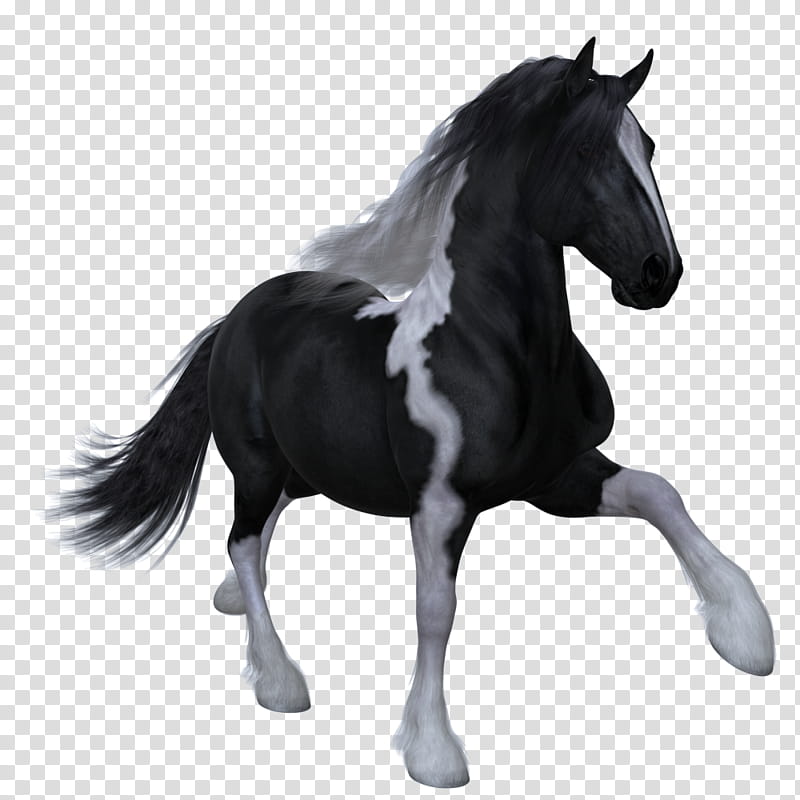 Horse , black and gray horse illustration transparent background PNG clipart