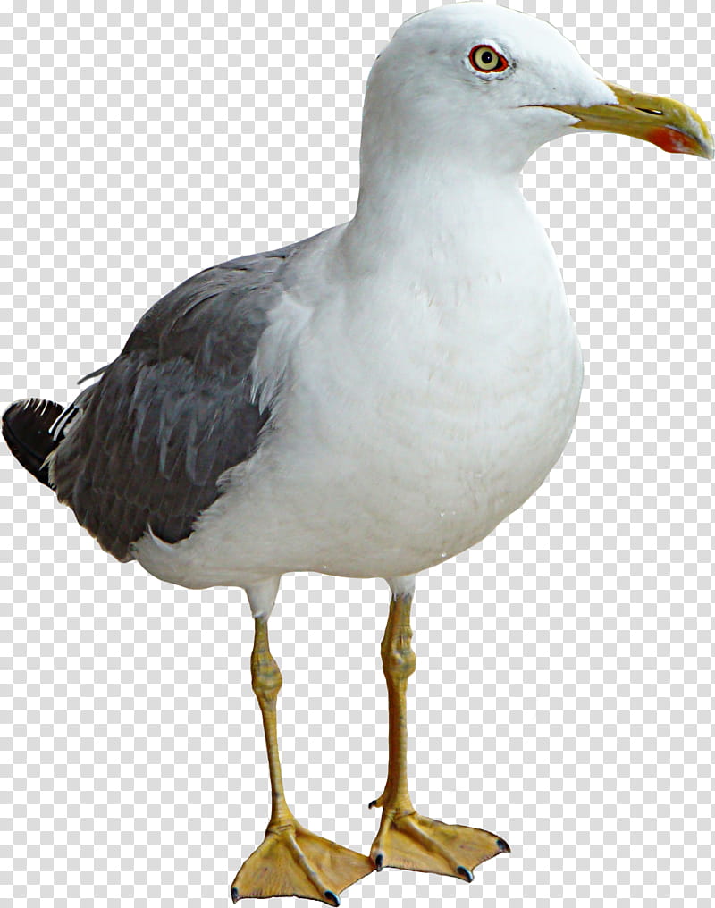 seagull, white seagul transparent background PNG clipart