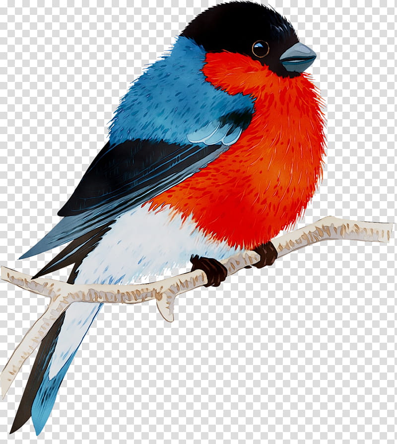 Bird, Finches, Beak, Feather, Bluebird Systems Inc, Songbird, Perching Bird transparent background PNG clipart