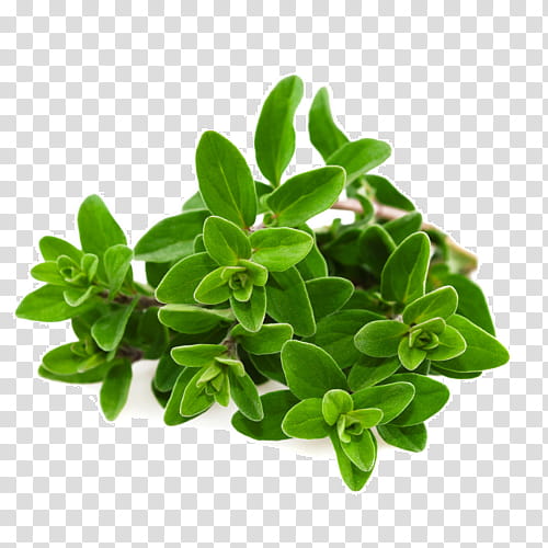 Mint Leaf, Oregano, Marjoram, Herb, Essential Oil, Tea, Basil, Rosemary transparent background PNG clipart