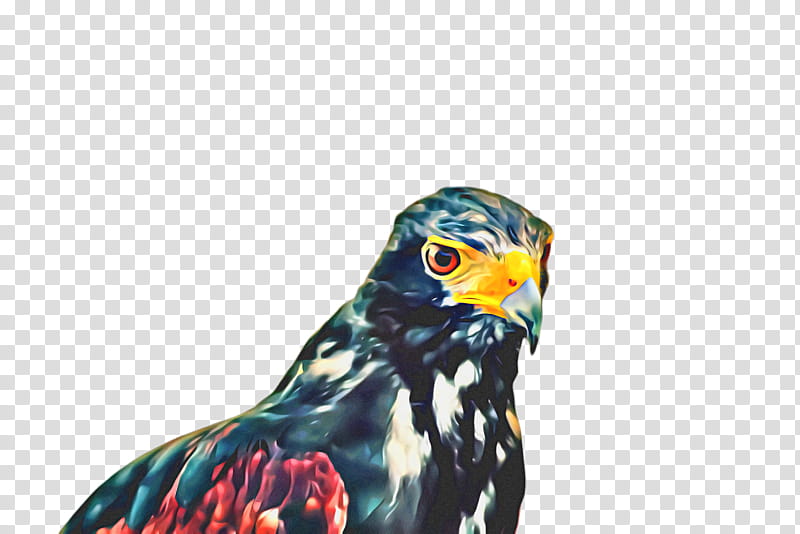 Cartoon Bird, Beak, Bird Of Prey, Fauna, Feather, Falconiformes, Hawk, Wildlife transparent background PNG clipart
