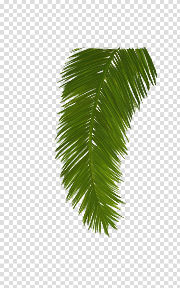 Date Tree Leaf, Asian Palmyra Palm, Palm Trees, Plants, Plant Stem, Palmleaf Manuscript, Date Palm, Trunk transparent background PNG clipart
