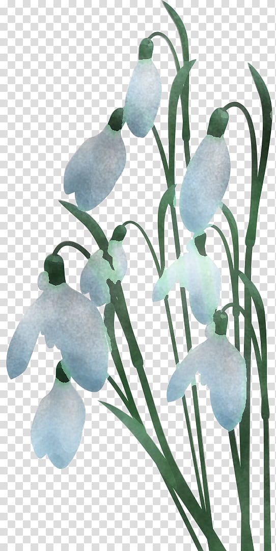 galanthus snowdrop flower plant flowering plant, Amaryllis Family, Summer Snowflake, Iris transparent background PNG clipart