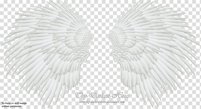 Soft White Wing, white wings transparent background PNG clipart