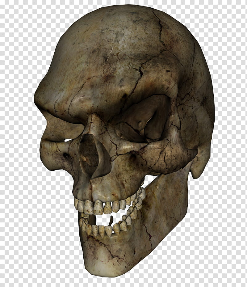Skull Leering, beige human skull transparent background PNG clipart
