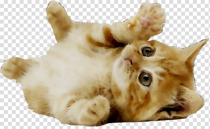 Cute Cat PNG Images With Transparent Background