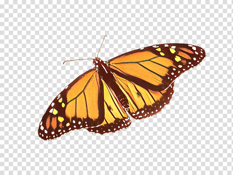 Monarch butterfly, Cartoon, Moths And Butterflies, Cynthia Subgenus, Insect, Viceroy Butterfly, Brushfooted Butterfly, Queen transparent background PNG clipart