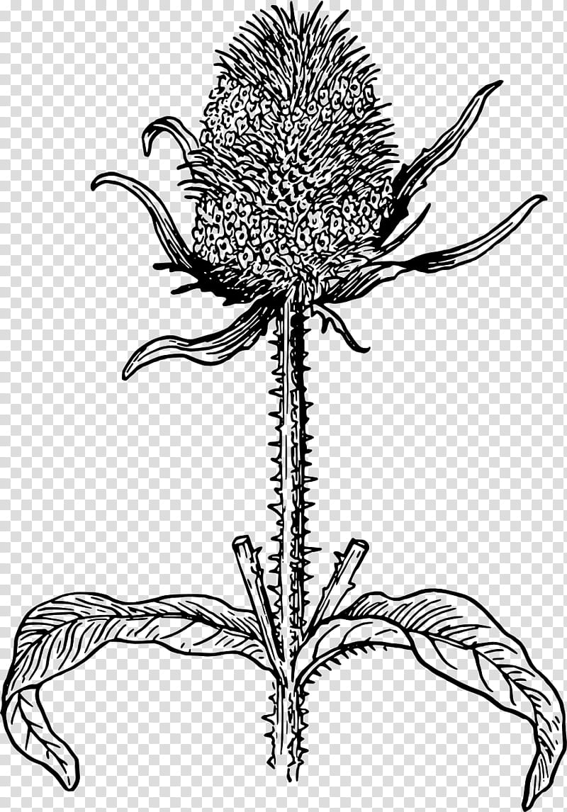 Flower Stem, Drawing, English Language, Wild Teasel, Plant, Head, Thistle, Plant Stem transparent background PNG clipart