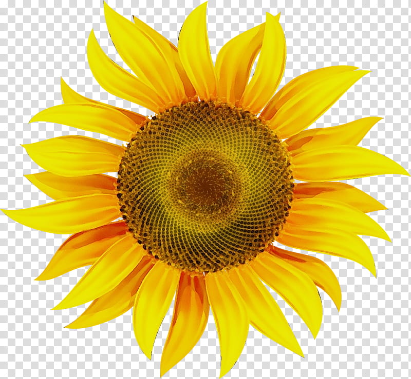 Sunflower, Watercolor, Paint, Wet Ink, Yellow, Plant, Sunflower Seed, Petal transparent background PNG clipart