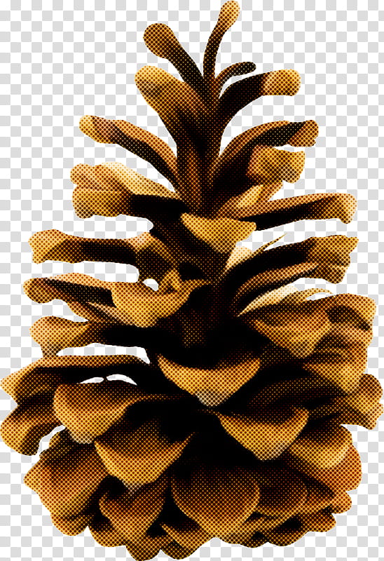 sugar pine conifer cone oregon pine pine tree, Red Pine, Lodgepole Pine, White Pine, Plant, Pine Family transparent background PNG clipart