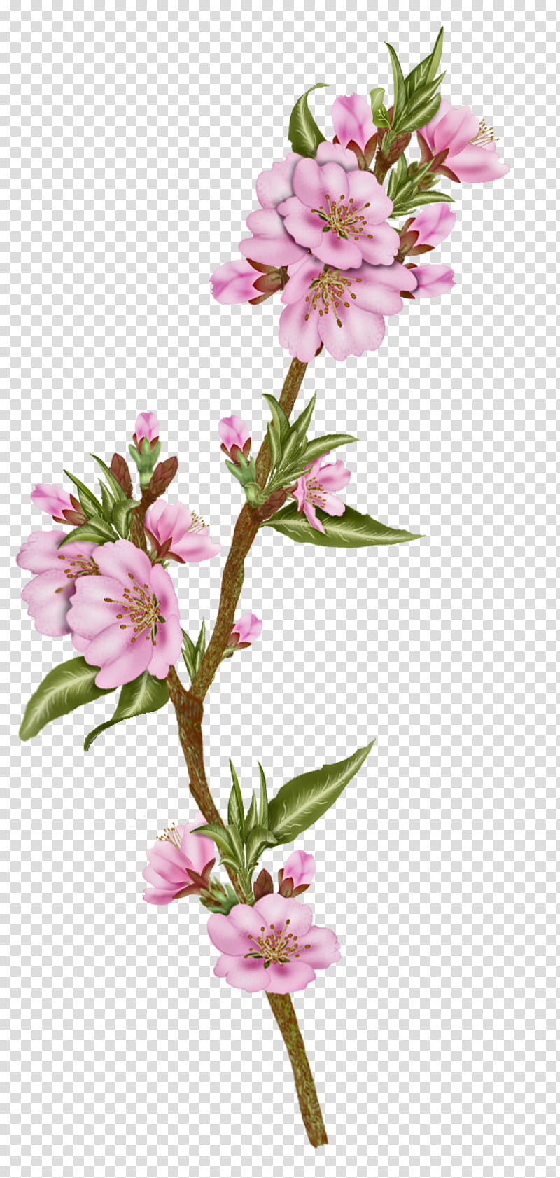 Watercolor Pink Flowers, Floral Design, Flower Bouquet, Cut Flowers, Lily, Blossom, Almond, Lily Of The Incas transparent background PNG clipart