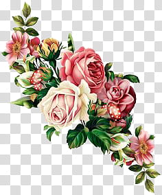[ ] Vintage Flowers, pink roses in white background transparent background PNG clipart