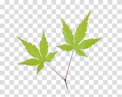 leaves P, two cannabis leaves illustration transparent background PNG clipart