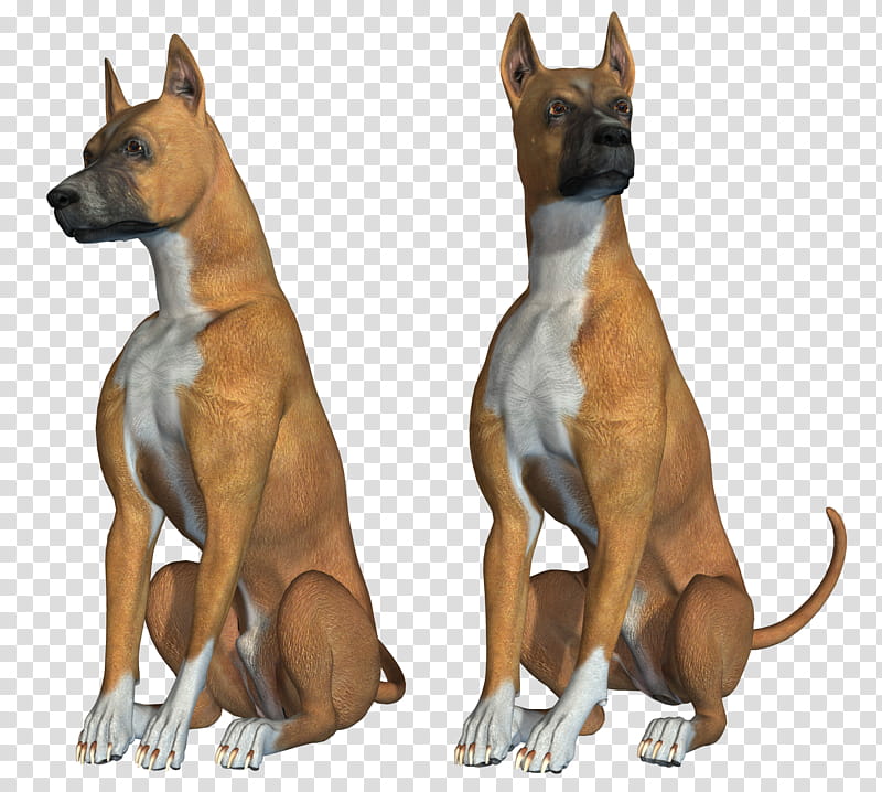 Dog And Puppy , two short-coated brown boxer dogs transparent background PNG clipart