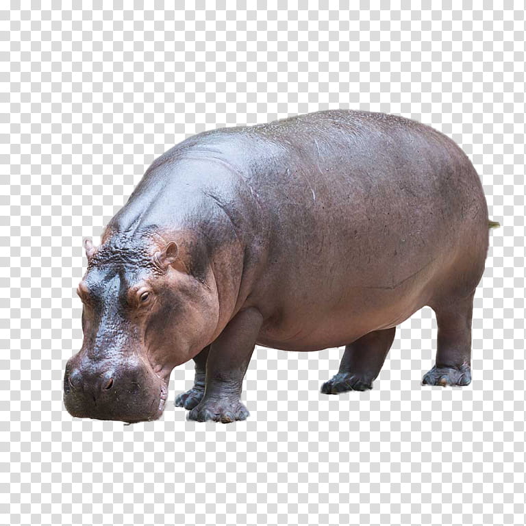 Park, Hippopotamus, Pygmy Hippopotamus, Animal, Homosassa Springs Wildlife State Park, Baby Hippo, Animal Figure, Snout transparent background PNG clipart