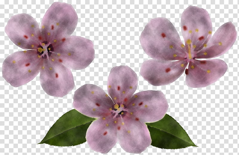 Cherry blossom, Flower, Lilac, Pink, Petal, Plant, Violet, Purple transparent background PNG clipart