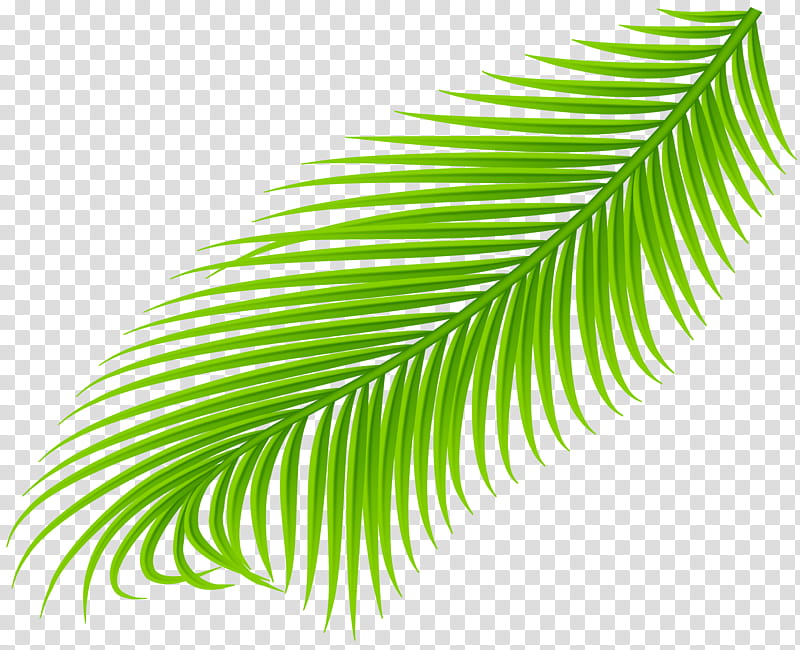 Palm Tree Leaf, Palm Branch, Palm Trees, Art Museum, Palmleaf Manuscript, Green, Vegetation, Plant transparent background PNG clipart