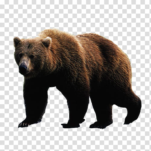 Polar Bear, Grizzly Bear, American Black Bear, Bear Hunting, Brown Bear, Fur, Animal Figure, Wildlife transparent background PNG clipart