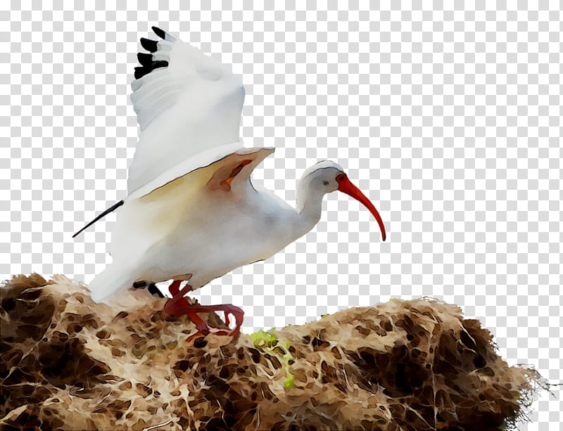 Cartoon Bird, White Stork, Beak, Wader, Ibis, Neck, Seabird, Lari transparent background PNG clipart