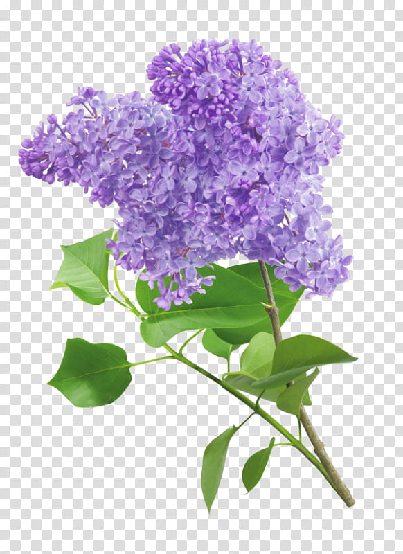 Flowers, Lilac, Violet, Lavender, Common Lilac, Purple, Blue, Plant transparent background PNG clipart