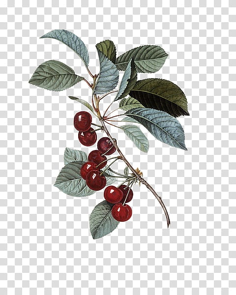 Plant, red berry fruit illustration transparent background PNG clipart