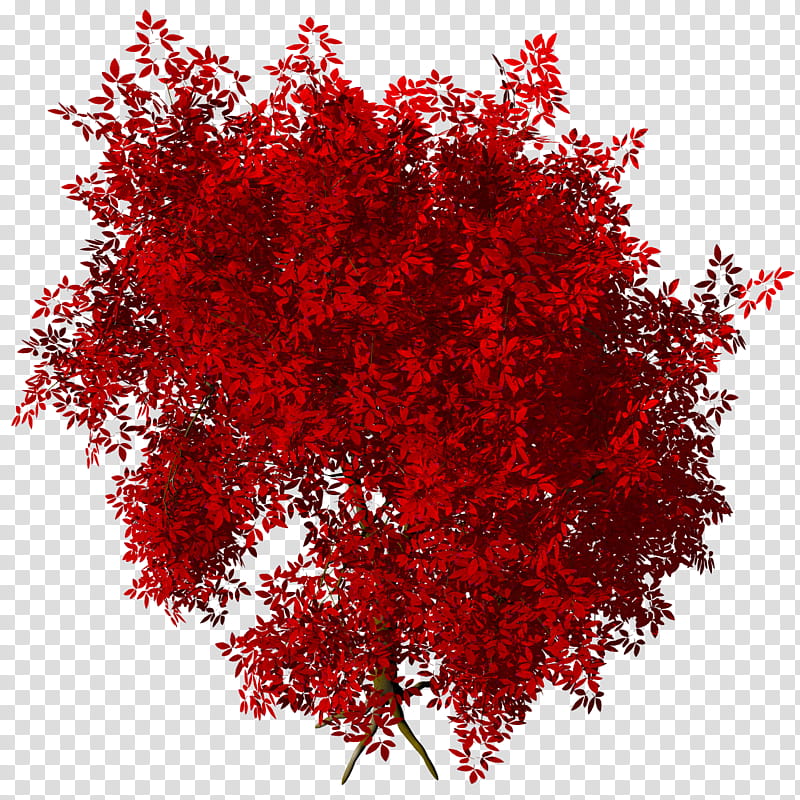 Megusurinoki Acer Maxi TIF, red leafed tree transparent background PNG clipart