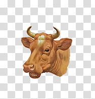Various , brown cow head illustration transparent background PNG clipart