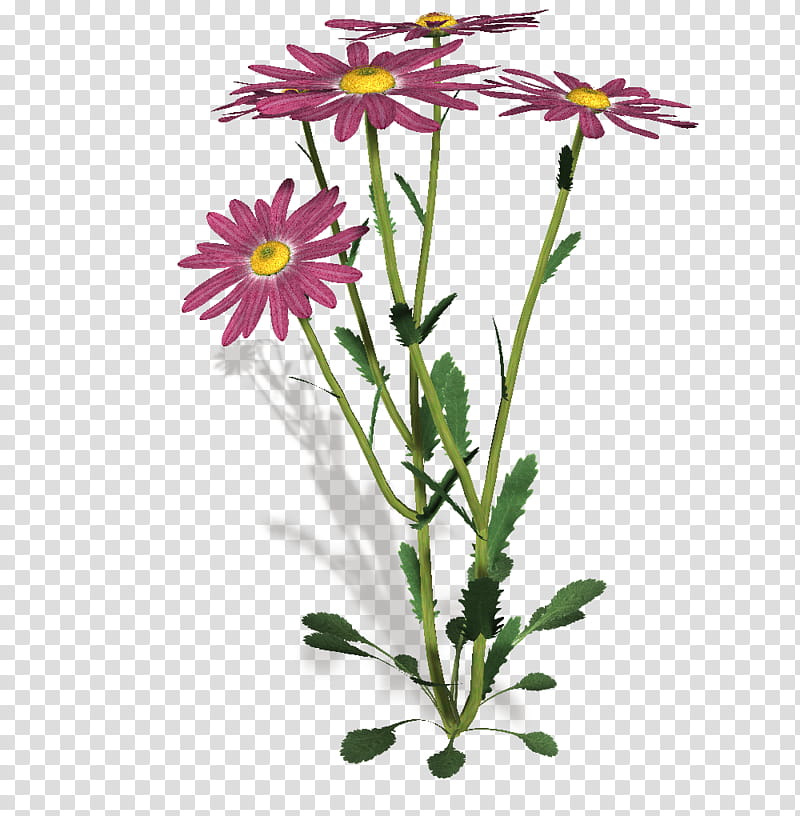 daisies, pink and yellow petaled flower art transparent background PNG clipart