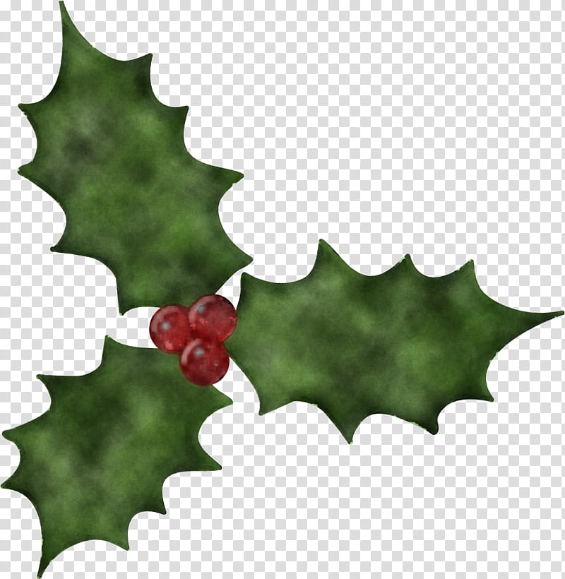 Holly, American Holly, Leaf, Plant, Hollyleaf Cherry, Tree, Grape Leaves, Plane transparent background PNG clipart