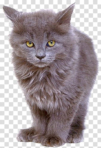 High Quality  Cats , gray cat transparent background PNG clipart