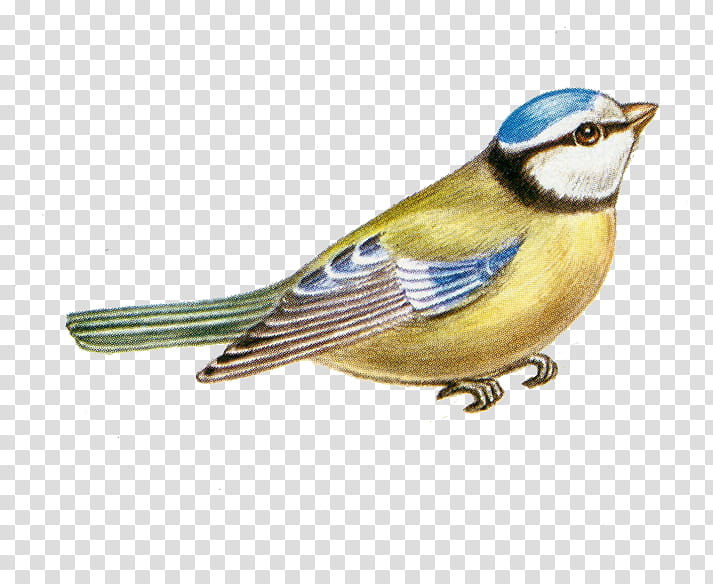 , great tit bird sketch transparent background PNG clipart
