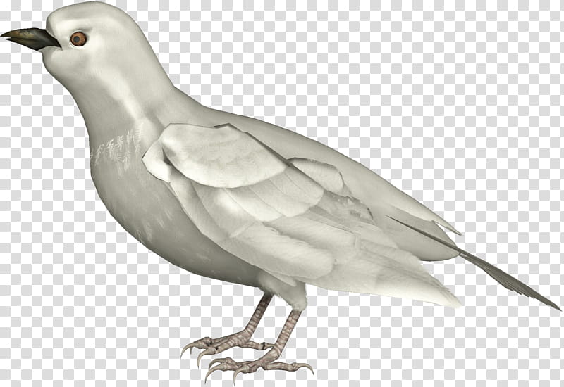 Doves, white bird illustration transparent background PNG clipart