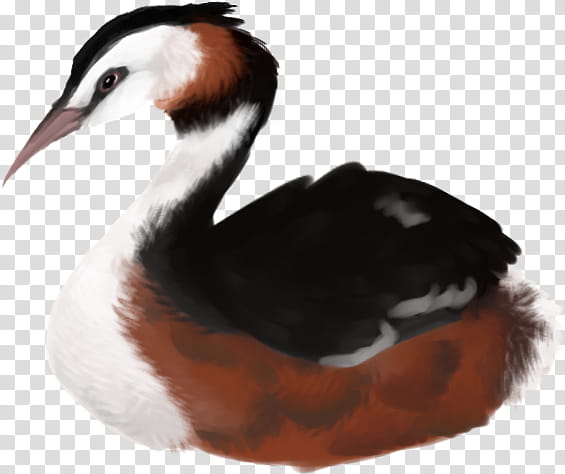 Duck, Beak, Feather, Neck, Bird, Water Bird, Ruddy Duck, Ducks Geese And Swans transparent background PNG clipart
