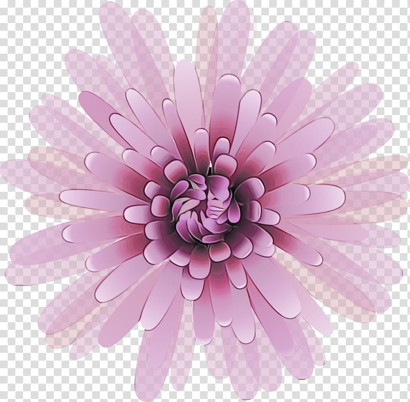 Daisy, Watercolor, Paint, Wet Ink, Pink, Flower, Petal, Gerbera transparent background PNG clipart