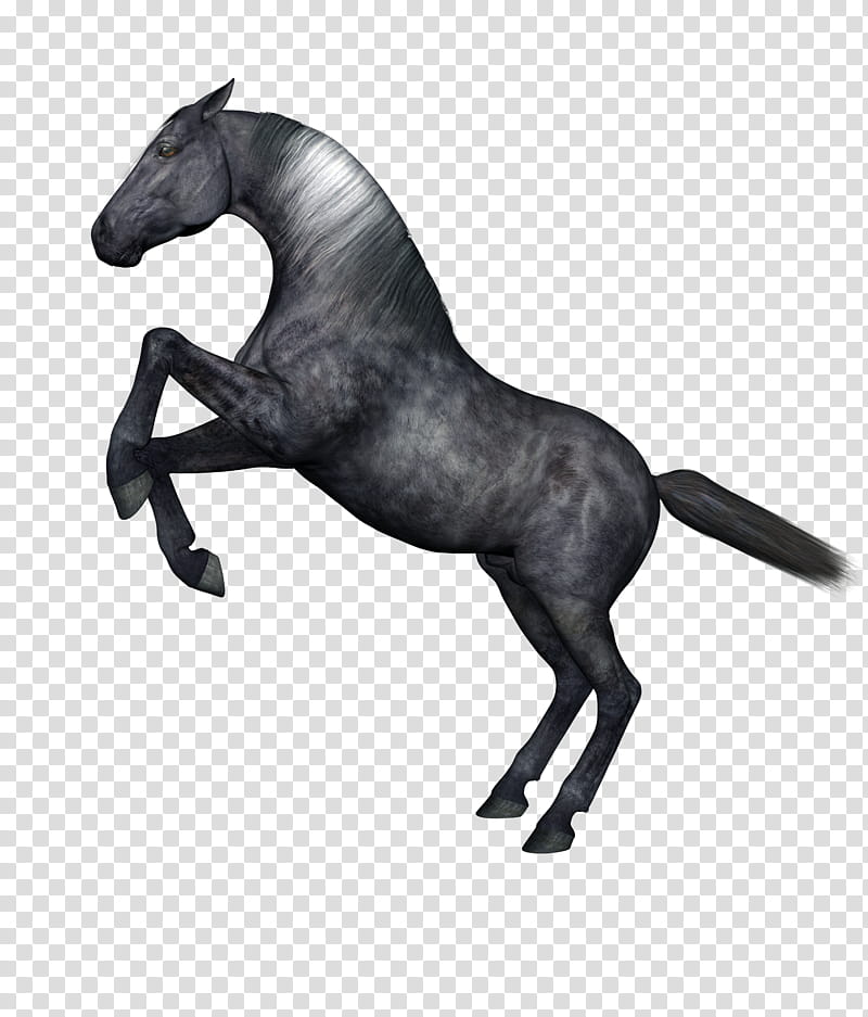 Horses , gray rear horse illustration transparent background PNG clipart