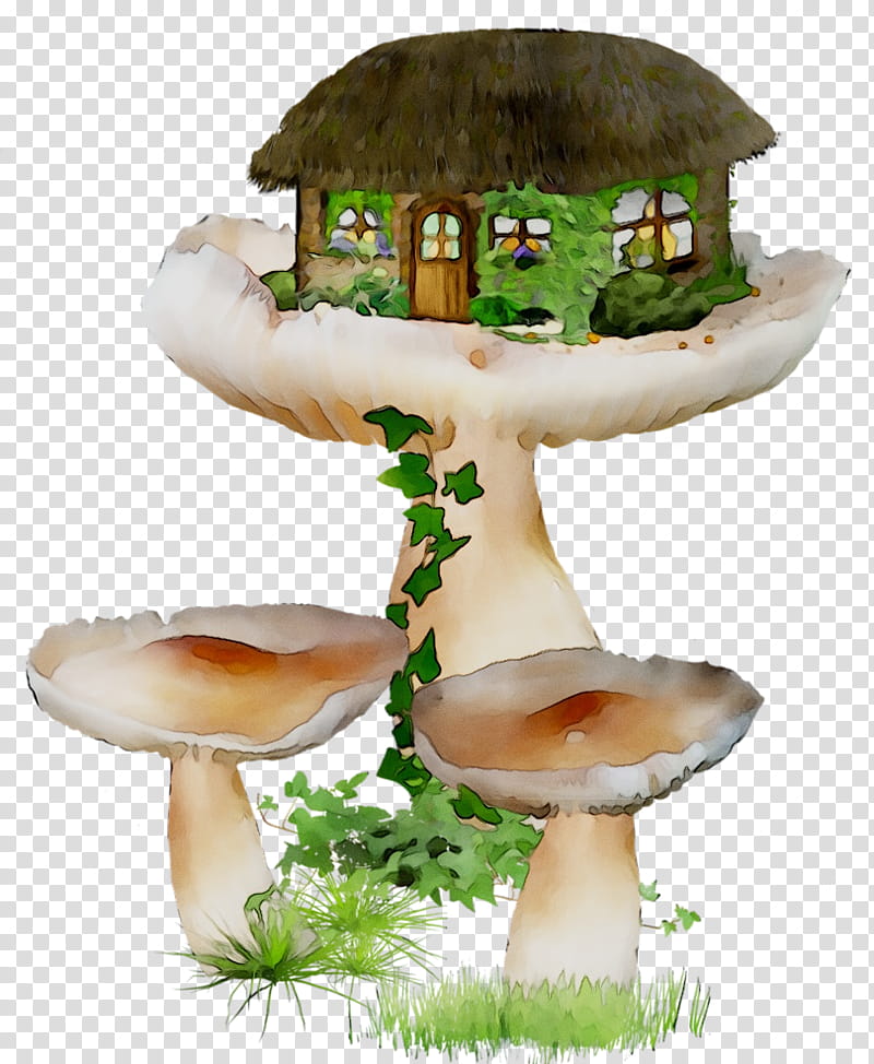 Mushroom, Edible Mushroom, Agaricaceae, Agaricomycetes, Agaricus, Terrestrial Plant, Fungus, Penny Bun transparent background PNG clipart