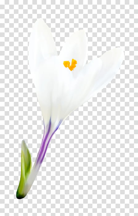 Spring Flower, Crocus, Moth Orchids, Closeup, Arum Lilies, Plant Stem, Plants, White transparent background PNG clipart