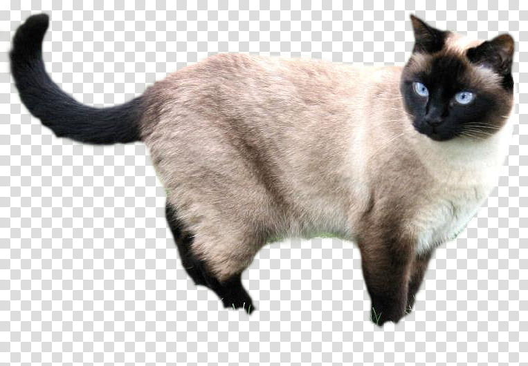 Cats, Siamese cat transparent background PNG clipart