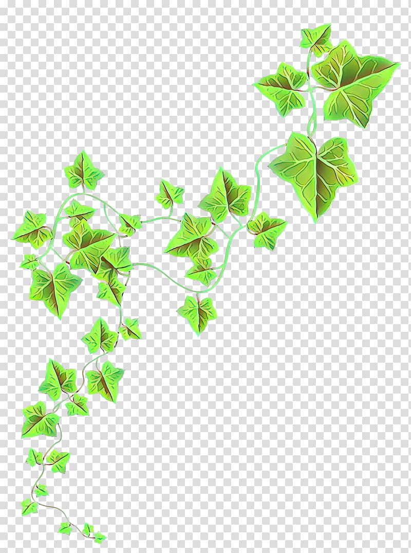 Green Leaf, Twig, Plant Stem, Plants, Ivy, Flower, Vine, Ivy Family transparent background PNG clipart