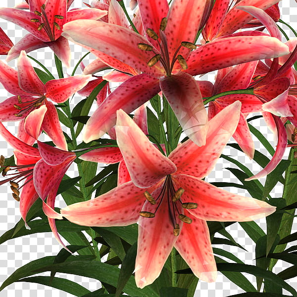 Stargazer Lilies , red and white petaled flowers close-up transparent background PNG clipart